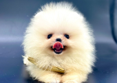 Teddy Face Boo Pomeranian